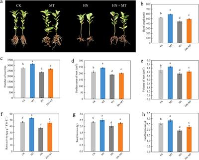 Melatonin mitigates root growth inhibition and carbon-nitrogen metabolism imbalance in apple rootstock M9T337 under high nitrogen stress